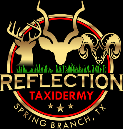 Reflection Taxidermy