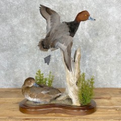 Reflection Taxidermy