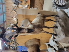 Reflection Taxidermy