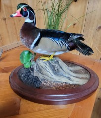 Reflection Taxidermy