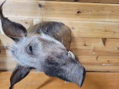Reflection Taxidermy