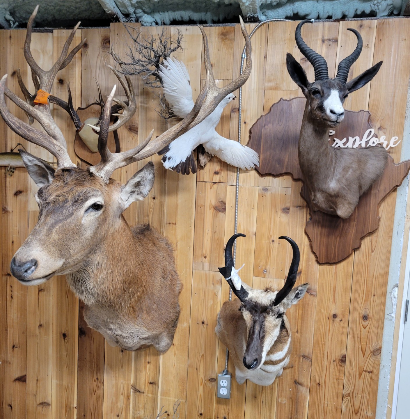 Reflection Taxidermy