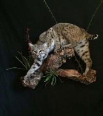Reflection Taxidermy