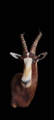 Reflection Taxidermy
