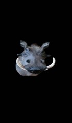Reflection Taxidermy
