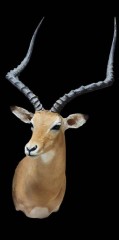 Reflection Taxidermy