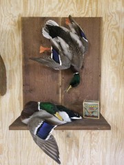 Reflection Taxidermy