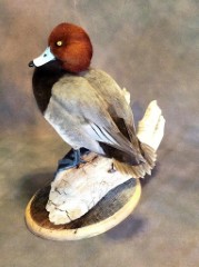 Reflection Taxidermy