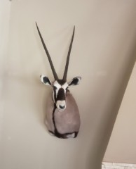 Reflection Taxidermy