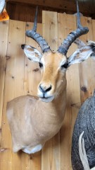 Reflection Taxidermy