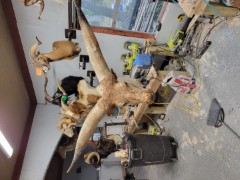 Reflection Taxidermy