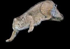 Reflection Taxidermy